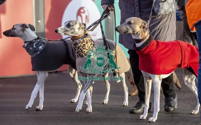 Framed Print : Crufts 2019 - Day Three, NEC, UK - 9 Mar 2019
