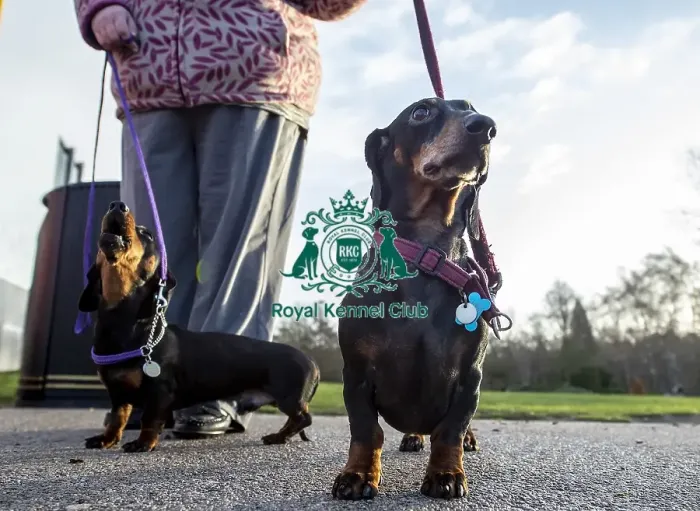 Framed Print : Crufts 2019 - Day Three, NEC, UK - 9 Mar 2019 Framed Print : Crufts 2019 - Day Three, NEC, UK - 9 Mar 2019
