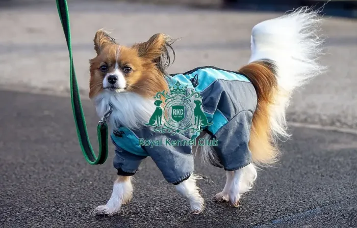 Framed Print : Crufts 2019 - Day Three, NEC, UK - 9 Mar 2019