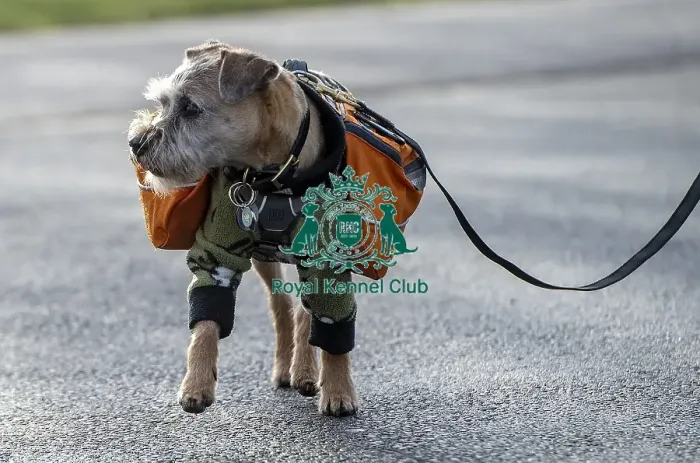 Framed Print : Crufts 2019 - Day Three, NEC, UK - 9 Mar 2019
