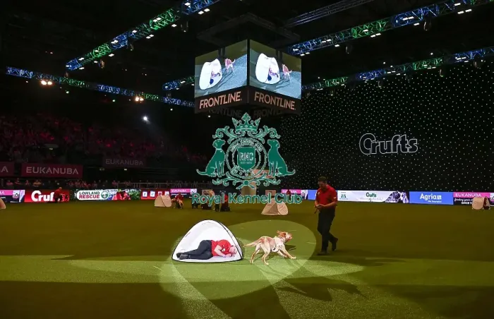 Framed Print : Crufts 2019 - Day Three, NEC, UK - 9 Mar 2019 Framed Print : Crufts 2019 - Day Three, NEC, UK - 9 Mar 2019