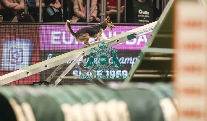 Framed Print : Crufts 2019 - Day Two, NEC, UK - 8 Mar 2019 Framed Print : Crufts 2019 - Day Two, NEC, UK - 8 Mar 2019