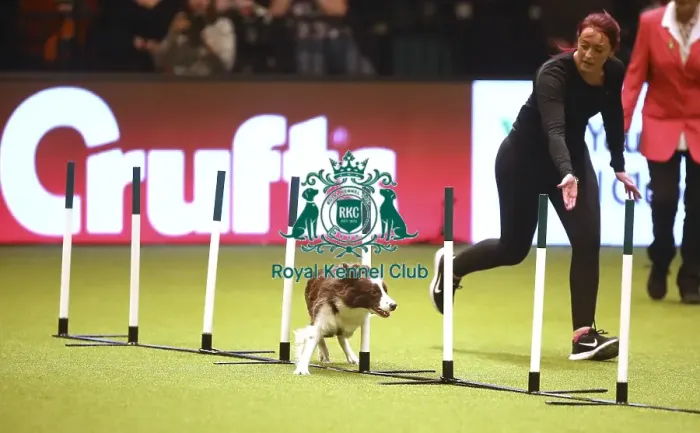 Framed Print : Crufts 2019 - Day Two, NEC, UK - 8 Mar 2019 Framed Print : Crufts 2019 - Day Two, NEC, UK - 8 Mar 2019