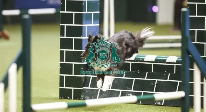 Framed Print : Crufts 2019 - Day Two, NEC, UK - 8 Mar 2019