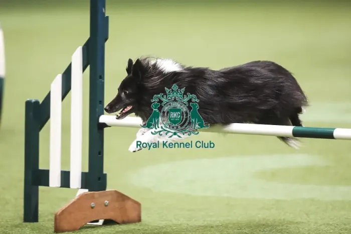 Framed Print : Crufts 2019 - Day Two, NEC, UK - 8 Mar 2019 Framed Print : Crufts 2019 - Day Two, NEC, UK - 8 Mar 2019