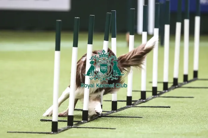 Framed Print : Crufts 2019 - Day Two, NEC, UK - 8 Mar 2019