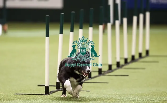 Framed Print : Crufts 2019 - Day Two, NEC, UK - 8 Mar 2019