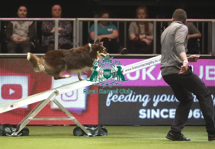 Framed Print : Crufts 2019 - Day Two, NEC, UK - 8 Mar 2019 Framed Print : Crufts 2019 - Day Two, NEC, UK - 8 Mar 2019