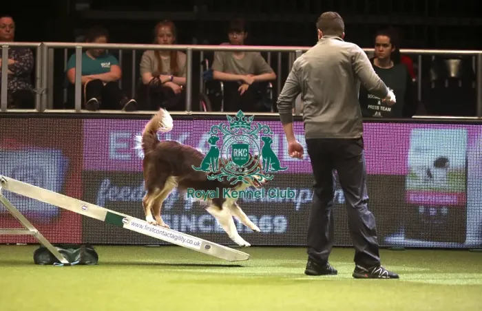 Framed Print : Crufts 2019 - Day Two, NEC, UK - 8 Mar 2019 Framed Print : Crufts 2019 - Day Two, NEC, UK - 8 Mar 2019