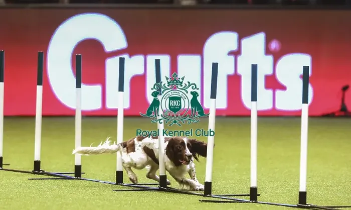 Framed Print : Crufts 2019 - Day Two, NEC, UK - 8 Mar 2019