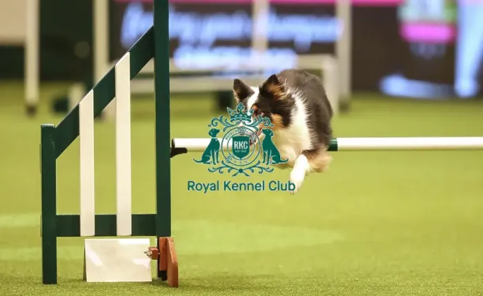 Framed Print : Crufts 2019 - Day Two, NEC, UK - 8 Mar 2019 Framed Print : Crufts 2019 - Day Two, NEC, UK - 8 Mar 2019