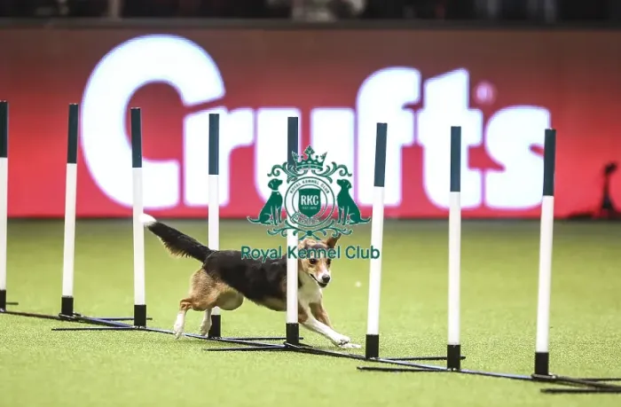 Framed Print : Crufts 2019 - Day Two, NEC, UK - 8 Mar 2019