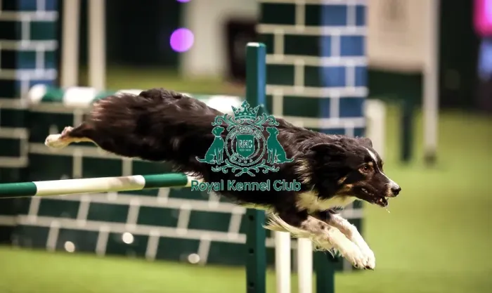 Framed Print : Crufts 2019 - Day Two, NEC, UK - 8 Mar 2019 Framed Print : Crufts 2019 - Day Two, NEC, UK - 8 Mar 2019