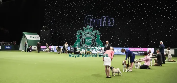 Framed Print : Crufts 2019 - Day Two, NEC, UK - 8 Mar 2019 Framed Print : Crufts 2019 - Day Two, NEC, UK - 8 Mar 2019