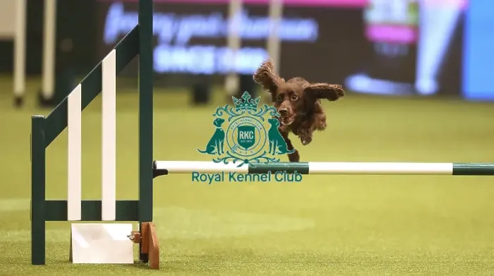 Framed Print : Crufts 2019 - Day Two, NEC, UK - 8 Mar 2019