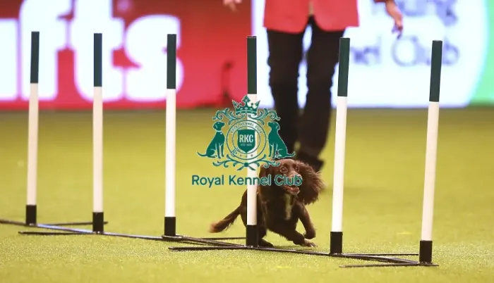 Framed Print : Crufts 2019 - Day Two, NEC, UK - 8 Mar 2019 Framed Print : Crufts 2019 - Day Two, NEC, UK - 8 Mar 2019