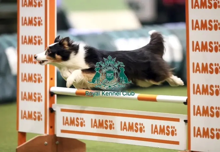 Framed Print : Crufts 2019 - Day Two, NEC, UK - 8 Mar 2019 Framed Print : Crufts 2019 - Day Two, NEC, UK - 8 Mar 2019