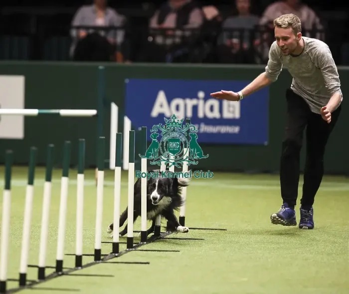 Framed Print : Crufts 2019 - Day Two, NEC, UK - 8 Mar 2019
