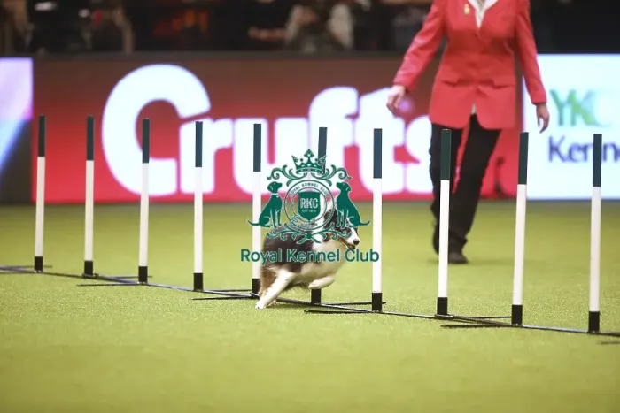 Framed Print : Crufts 2019 - Day Two, NEC, UK - 8 Mar 2019