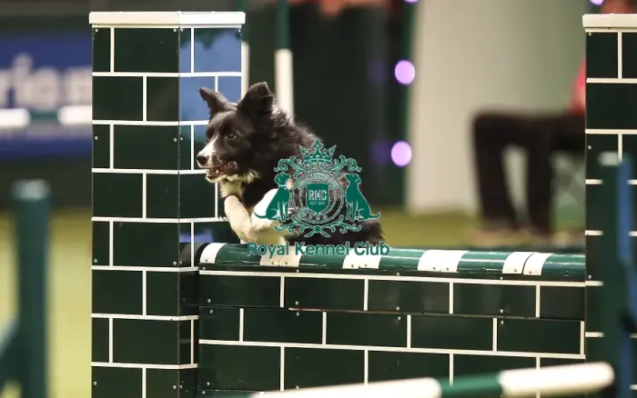 Framed Print : Crufts 2019 - Day Two, NEC, UK - 8 Mar 2019 Framed Print : Crufts 2019 - Day Two, NEC, UK - 8 Mar 2019