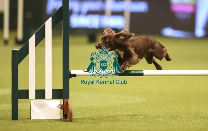 Framed Print : Crufts 2019 - Day Two, NEC, UK - 8 Mar 2019 Framed Print : Crufts 2019 - Day Two, NEC, UK - 8 Mar 2019