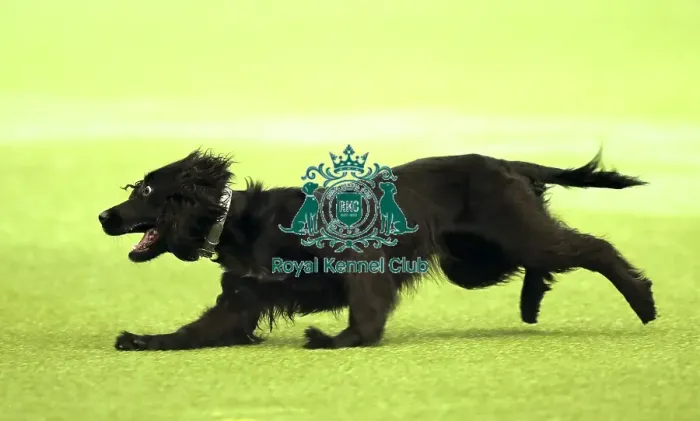 Framed Print : Crufts 2019 - Day Two, NEC, UK - 8 Mar 2019