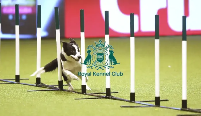 Framed Print : Crufts 2019 - Day Two, NEC, UK - 8 Mar 2019