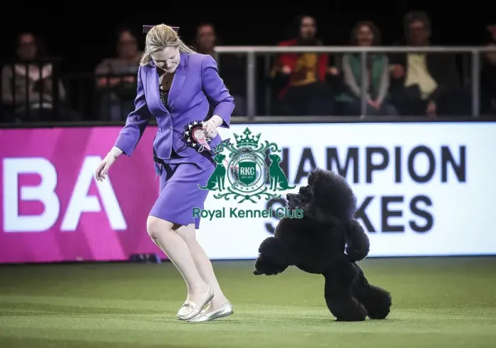 Framed Print : Crufts 2019 - Day Two, NEC, UK - 8 Mar 2019 Framed Print : Crufts 2019 - Day Two, NEC, UK - 8 Mar 2019