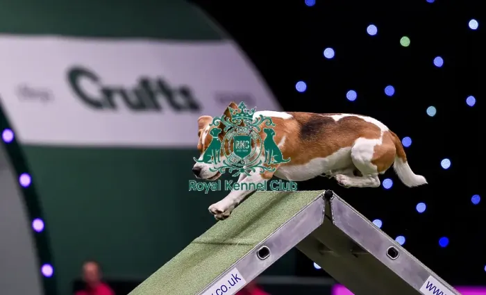 Framed Print : Crufts 2019 - Day Two, NEC, UK - 8 Mar 2019 Framed Print : Crufts 2019 - Day Two, NEC, UK - 8 Mar 2019