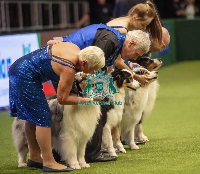 Framed Print : Crufts 2019 - Day Two, NEC, UK - 8 Mar 2019 Framed Print : Crufts 2019 - Day Two, NEC, UK - 8 Mar 2019