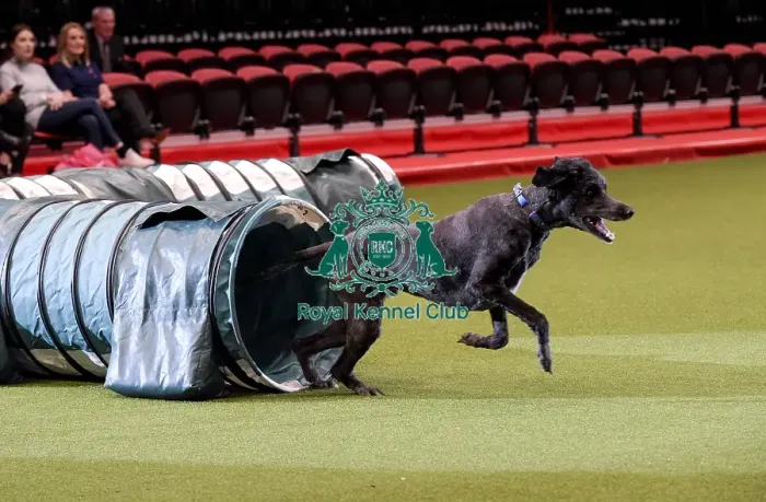 Framed Print : Crufts 2019 - Day Two, NEC, UK - 8 Mar 2019 Framed Print : Crufts 2019 - Day Two, NEC, UK - 8 Mar 2019