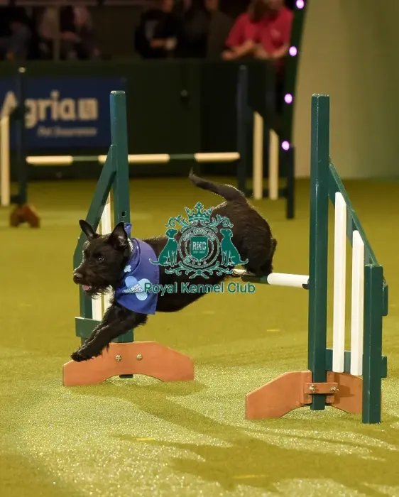 Framed Print : Crufts 2019 - Day Two, NEC, UK - 8 Mar 2019 Framed Print : Crufts 2019 - Day Two, NEC, UK - 8 Mar 2019