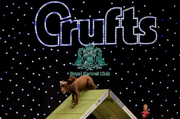 Framed Print : Crufts 2019 - Day Two, NEC, UK - 8 Mar 2019 Framed Print : Crufts 2019 - Day Two, NEC, UK - 8 Mar 2019