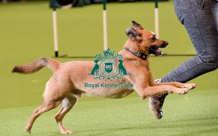 Framed Print : Crufts 2019 - Day Two, NEC, UK - 8 Mar 2019 Framed Print : Crufts 2019 - Day Two, NEC, UK - 8 Mar 2019