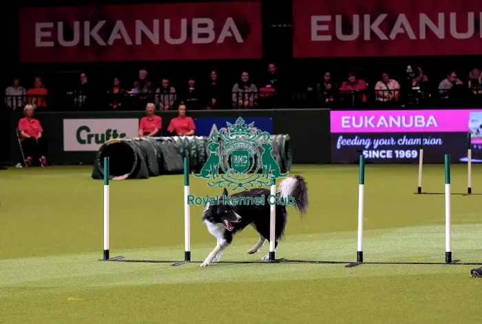 Framed Print : Crufts 2019 - Day Two, NEC, UK - 8 Mar 2019 Framed Print : Crufts 2019 - Day Two, NEC, UK - 8 Mar 2019