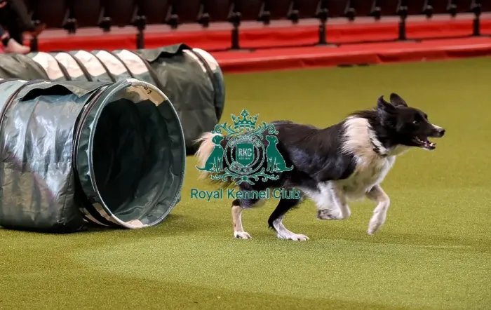 Framed Print : Crufts 2019 - Day Two, NEC, UK - 8 Mar 2019 Framed Print : Crufts 2019 - Day Two, NEC, UK - 8 Mar 2019