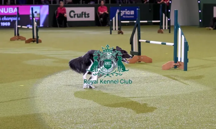 Framed Print : Crufts 2019 - Day Two, NEC, UK - 8 Mar 2019 Framed Print : Crufts 2019 - Day Two, NEC, UK - 8 Mar 2019