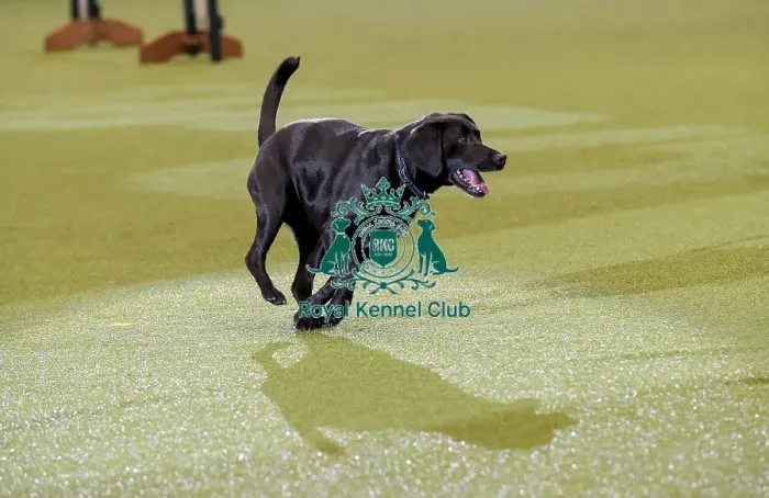 Framed Print : Crufts 2019 - Day Two, NEC, UK - 8 Mar 2019 Framed Print : Crufts 2019 - Day Two, NEC, UK - 8 Mar 2019