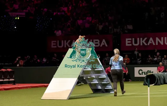 Framed Print : Crufts 2019 - Day Two, NEC, UK - 8 Mar 2019 Framed Print : Crufts 2019 - Day Two, NEC, UK - 8 Mar 2019