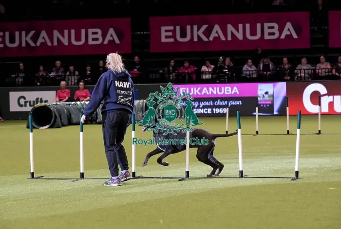Framed Print : Crufts 2019 - Day Two, NEC, UK - 8 Mar 2019 Framed Print : Crufts 2019 - Day Two, NEC, UK - 8 Mar 2019