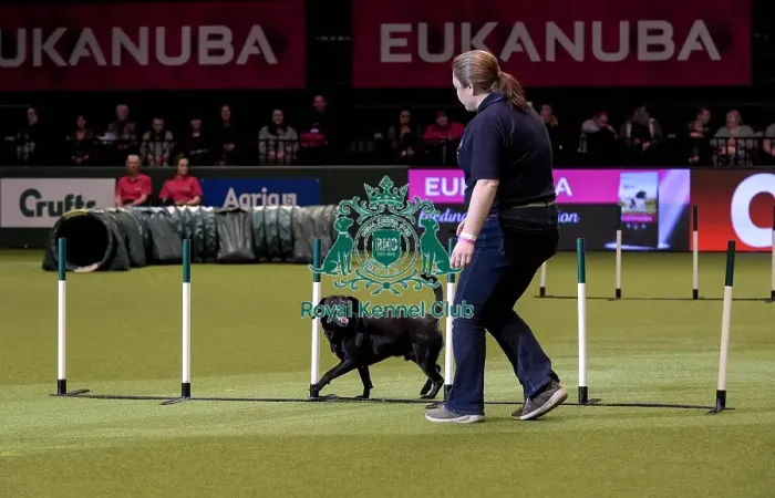 Framed Print : Crufts 2019 - Day Two, NEC, UK - 8 Mar 2019 Framed Print : Crufts 2019 - Day Two, NEC, UK - 8 Mar 2019