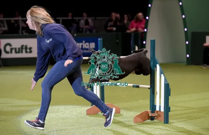 Framed Print : Crufts 2019 - Day Two, NEC, UK - 8 Mar 2019 Framed Print : Crufts 2019 - Day Two, NEC, UK - 8 Mar 2019