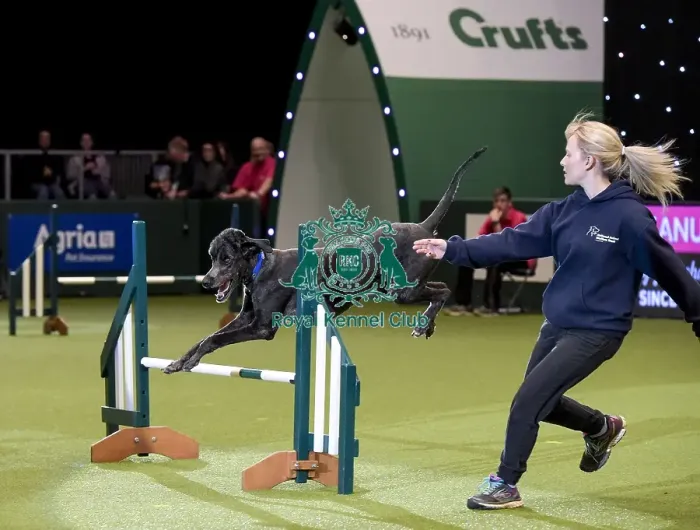 Framed Print : Crufts 2019 - Day Two, NEC, UK - 8 Mar 2019 Framed Print : Crufts 2019 - Day Two, NEC, UK - 8 Mar 2019