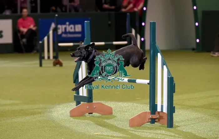 Framed Print : Crufts 2019 - Day Two, NEC, UK - 8 Mar 2019 Framed Print : Crufts 2019 - Day Two, NEC, UK - 8 Mar 2019