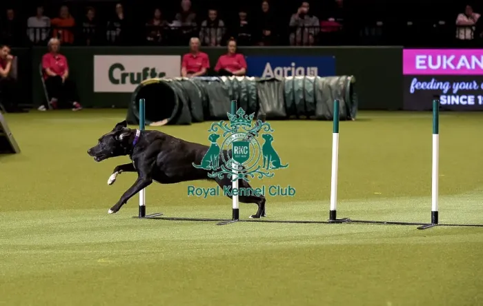 Framed Print : Crufts 2019 - Day Two, NEC, UK - 8 Mar 2019 Framed Print : Crufts 2019 - Day Two, NEC, UK - 8 Mar 2019
