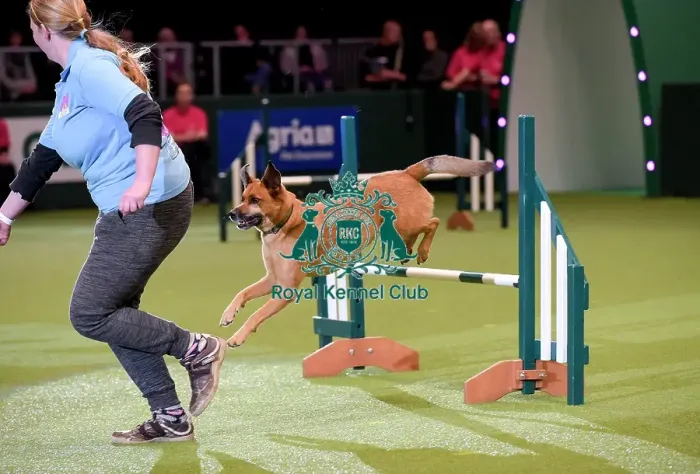 Framed Print : Crufts 2019 - Day Two, NEC, UK - 8 Mar 2019 Framed Print : Crufts 2019 - Day Two, NEC, UK - 8 Mar 2019