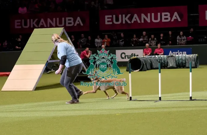 Framed Print : Crufts 2019 - Day Two, NEC, UK - 8 Mar 2019 Framed Print : Crufts 2019 - Day Two, NEC, UK - 8 Mar 2019