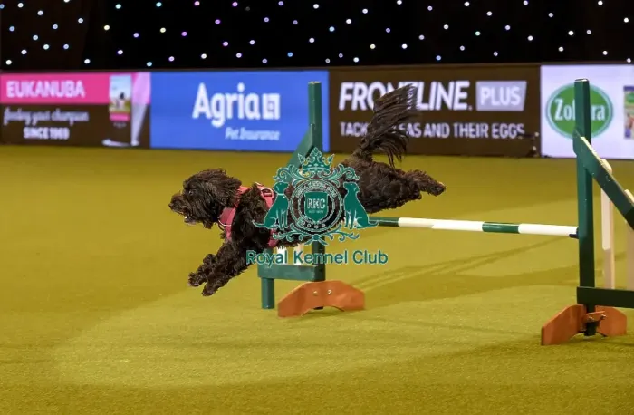 Framed Print : Crufts 2019 - Day Two, NEC, UK - 8 Mar 2019 Framed Print : Crufts 2019 - Day Two, NEC, UK - 8 Mar 2019