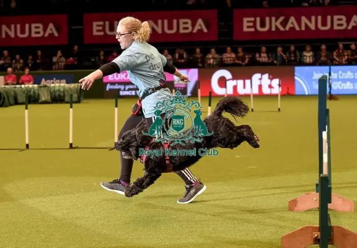 Framed Print : Crufts 2019 - Day Two, NEC, UK - 8 Mar 2019 Framed Print : Crufts 2019 - Day Two, NEC, UK - 8 Mar 2019