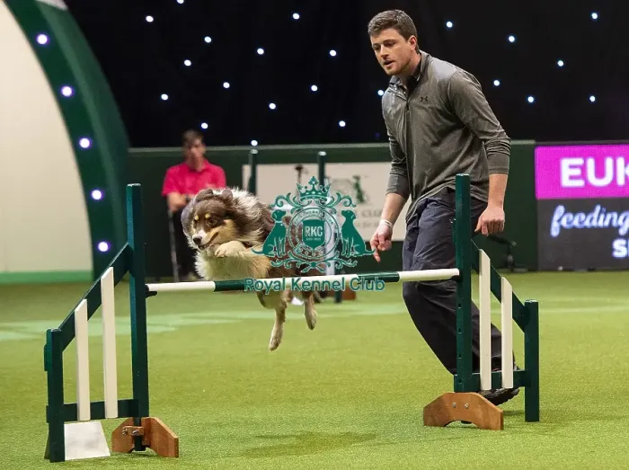 Framed Print : Crufts 2019 - Day Two, NEC, UK - 8 Mar 2019 Framed Print : Crufts 2019 - Day Two, NEC, UK - 8 Mar 2019